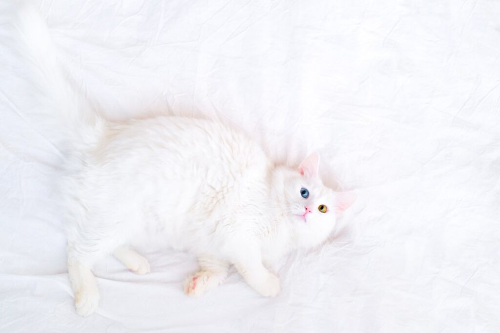 Turkish Van cat lying on a white bed