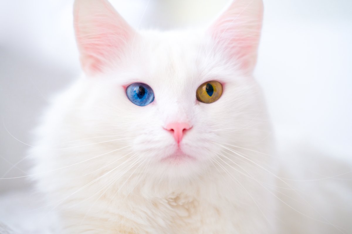 Turkish Van cat with different eye color