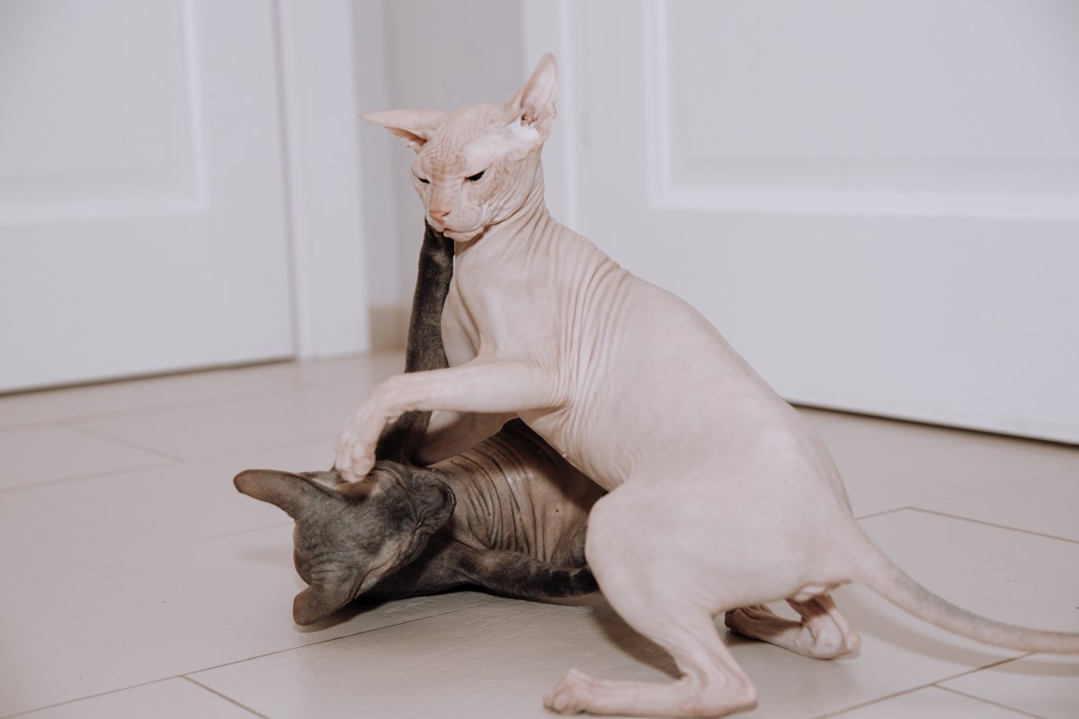 Two hairless Sphynx cats playing