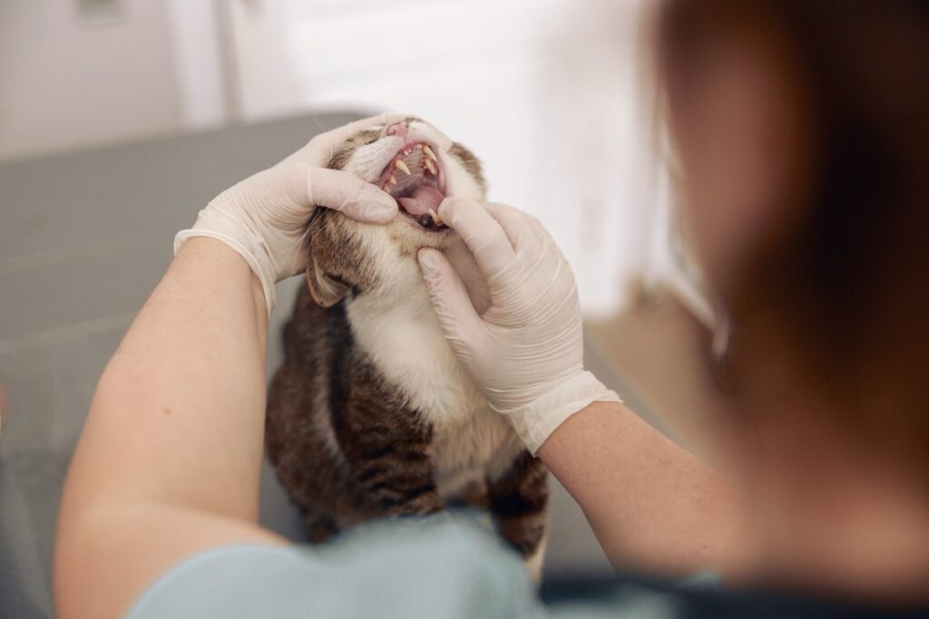 A veterinarian is examining a cat's teeth