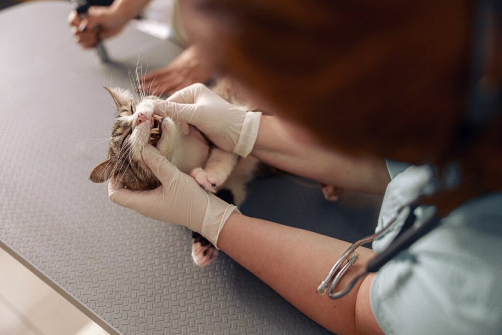 Veterinarian examining a cat's mouth and teeth