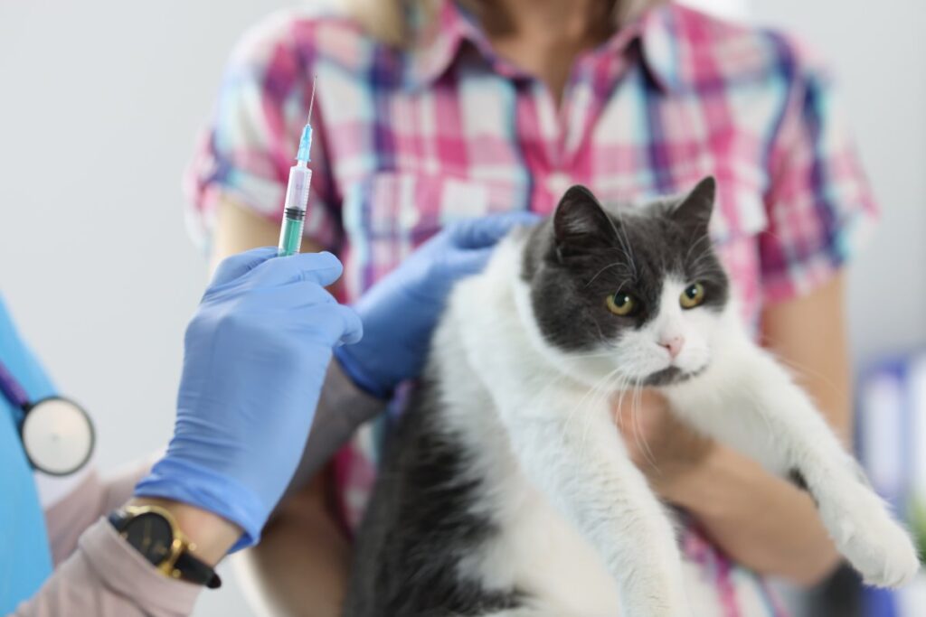 A vet is giving injection to a cat