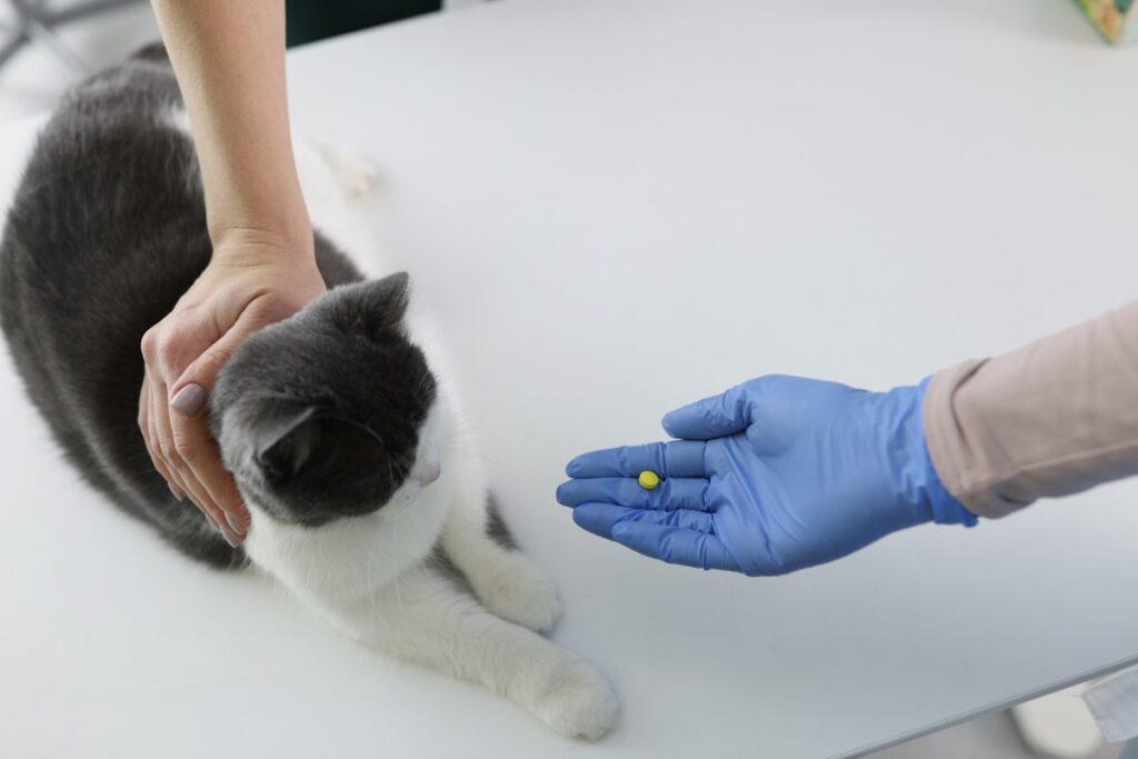 Veterinarian giving a cat pill