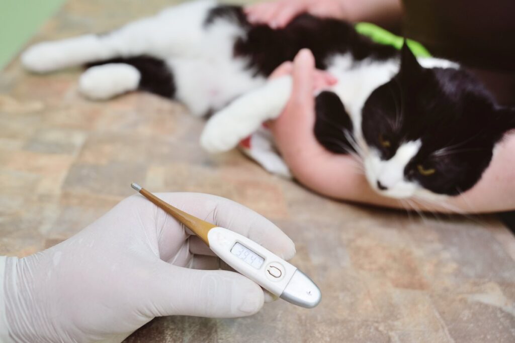 A veterinarian measuring a cat's temperature