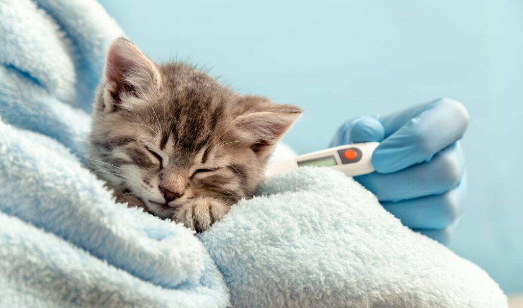 A veterinarian measuring a kitten's temperature