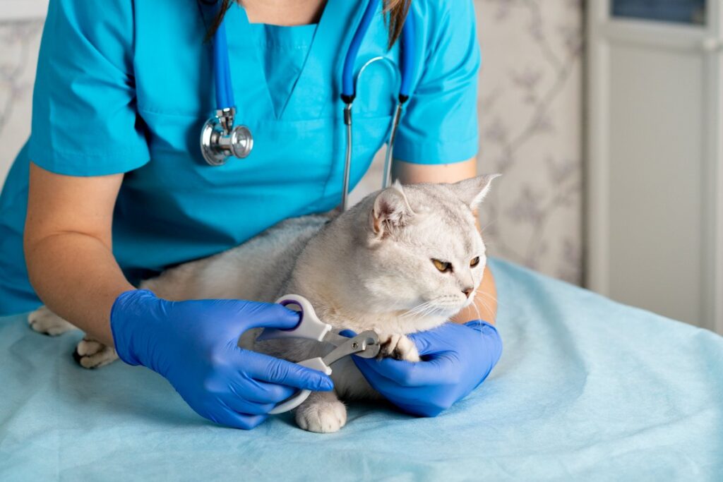 A veterinarian is trimming a cat's nail