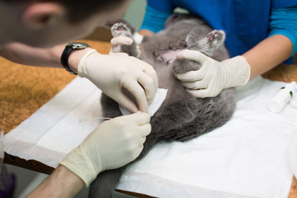 A vet is examining cat urinary track