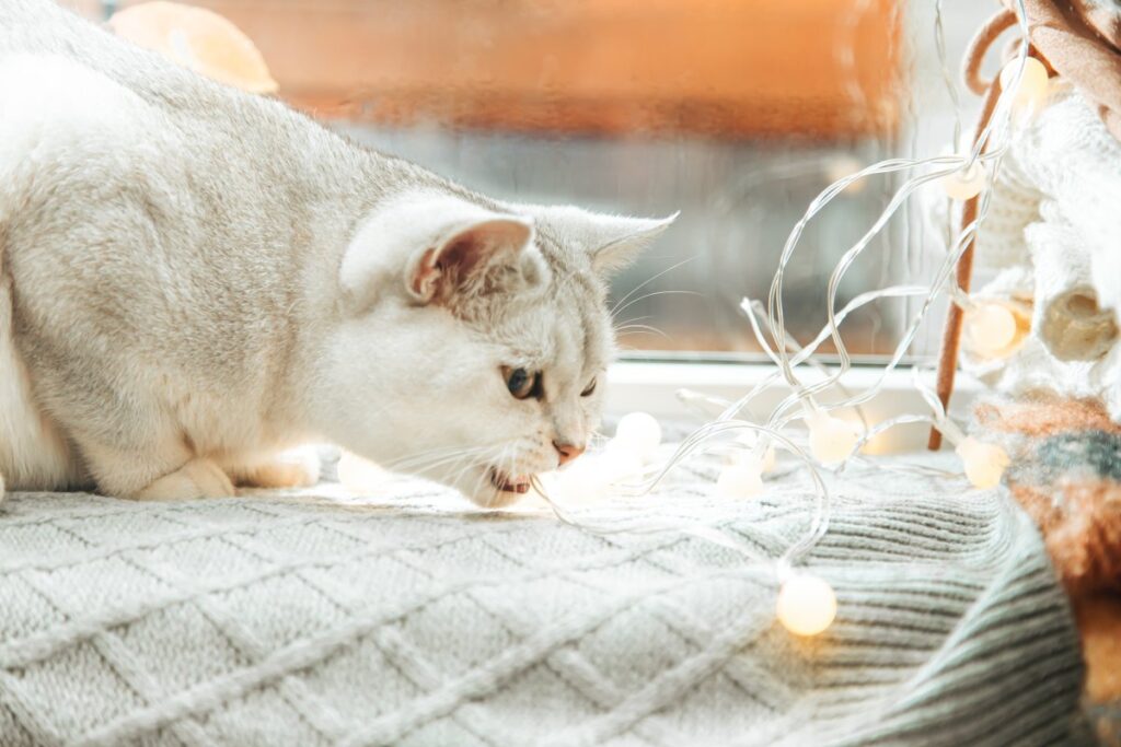 A white British cat plays with a garland on the windowsill