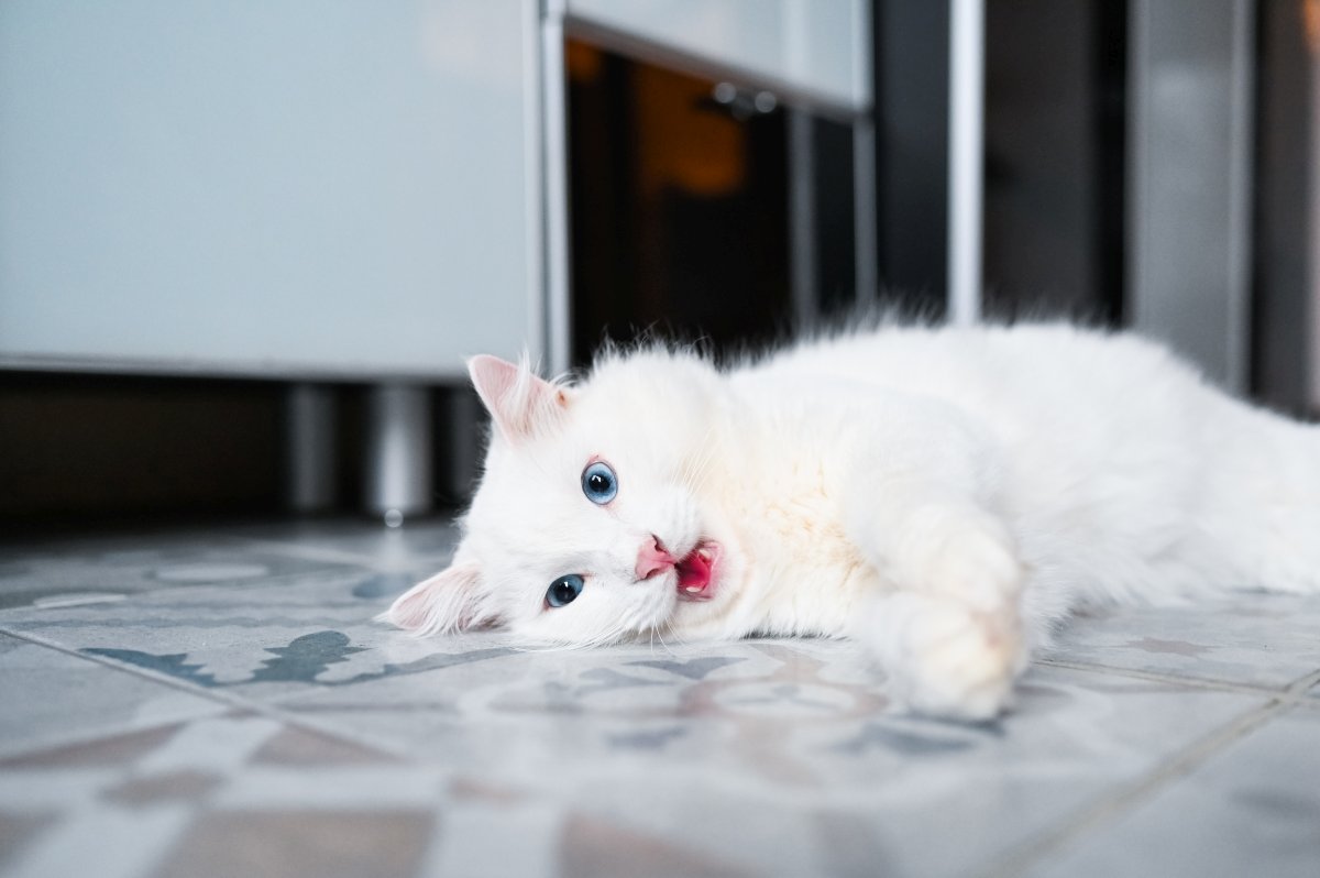 White cat lying on floor and mewing