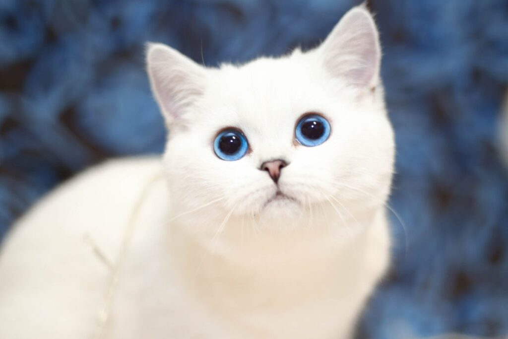 White cat with blue eyes