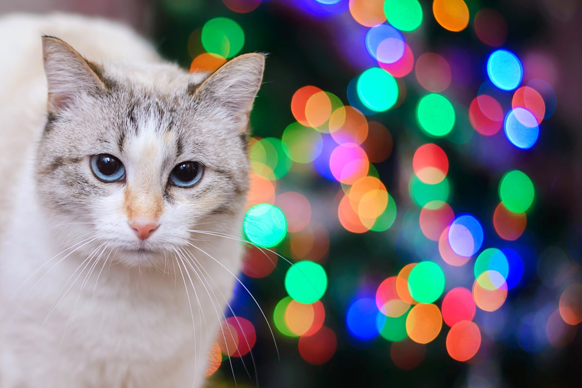 White cat with colorful lights