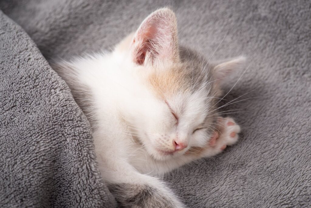 White kitten sleeping under gray blanket