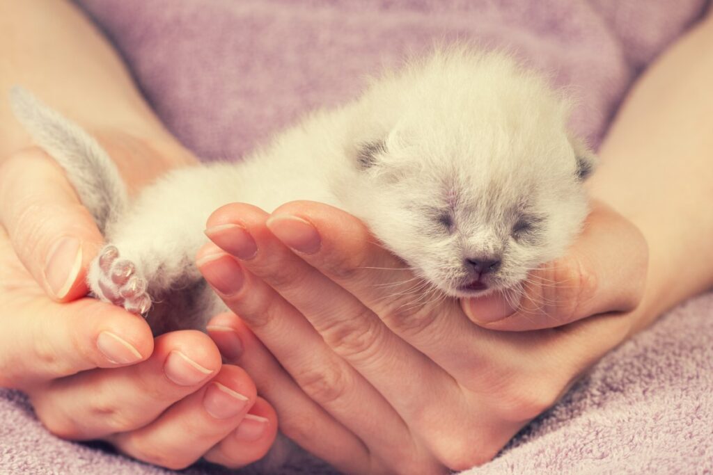 A white newborn kitten