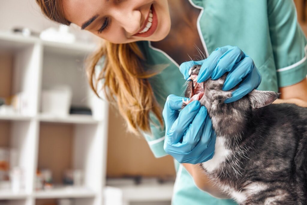 A vet is checking cat dental health