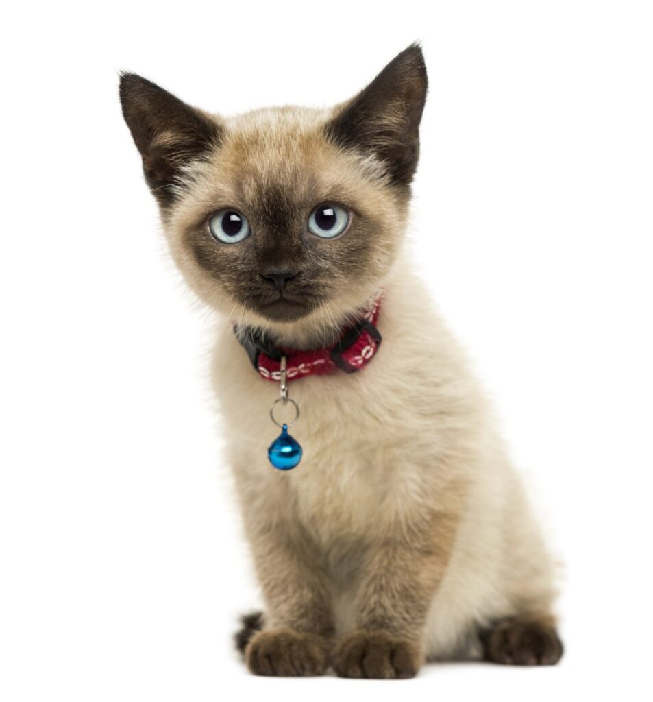 American Polydactyl kitten sitting on white background