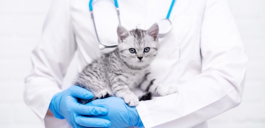 A veterinarian and a cat in his hand