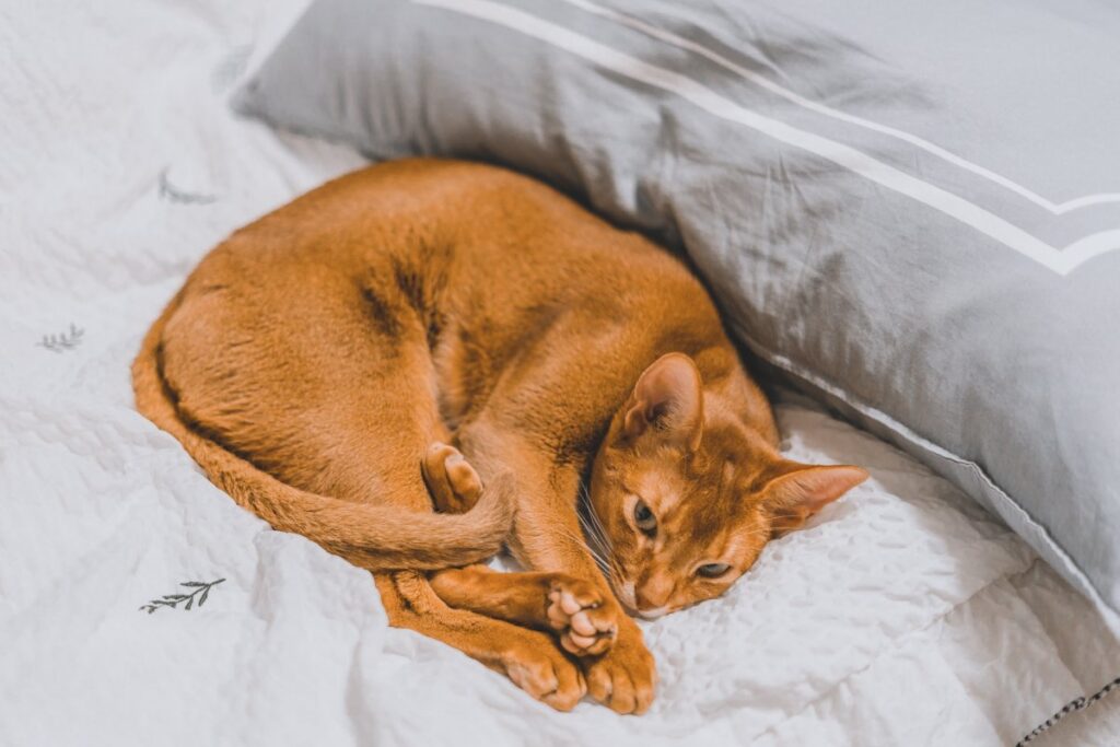 Brown cat lying on a bed