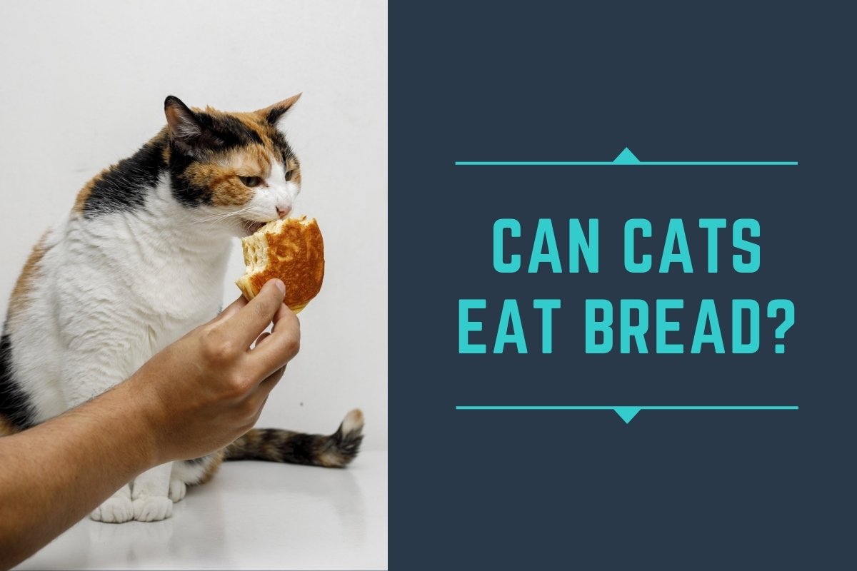 Can Cats Eat Bread?