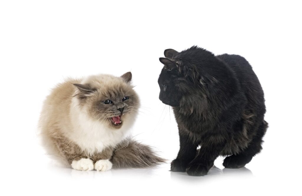 Illustration of cat aggression