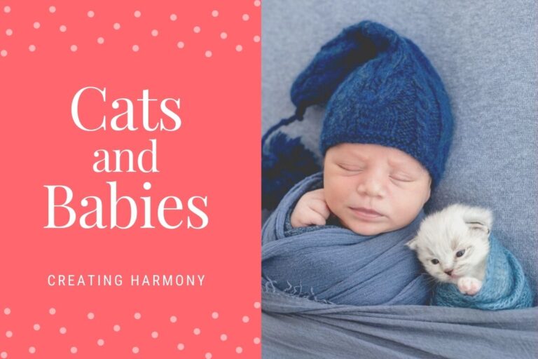Cats and Babies - Creating Harmony