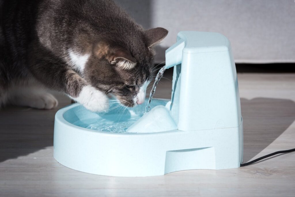 A cat is using a water dispenser