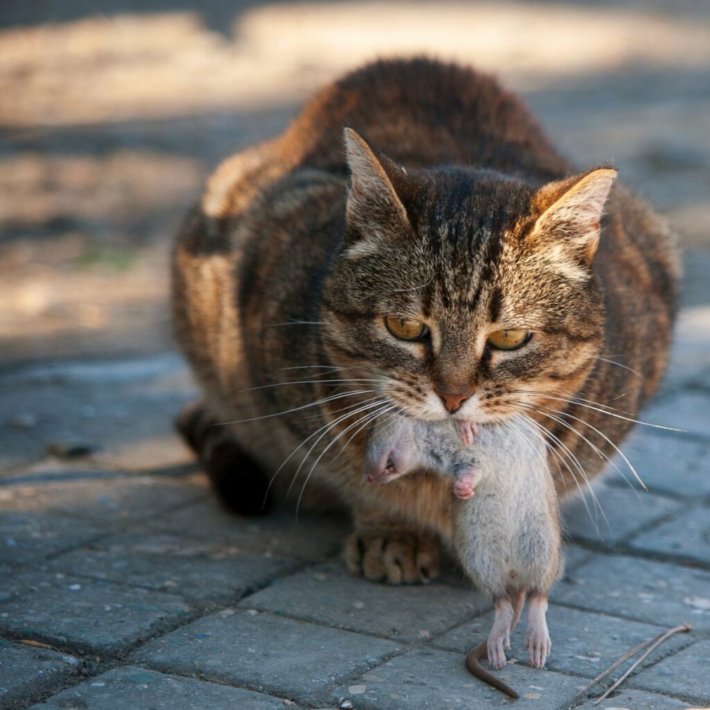 A cat is holding a caught rat in its mouth