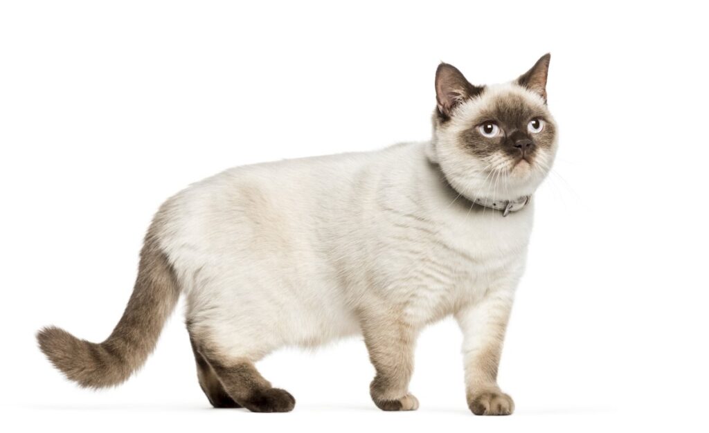 Cat with collar on white background