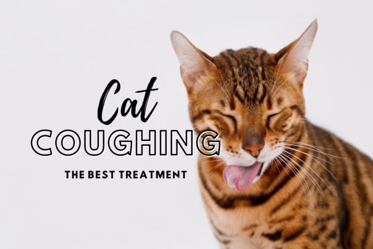 The Best Treatment for Cat Coughing