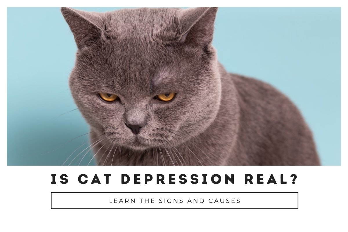 Is Cat Depression Real