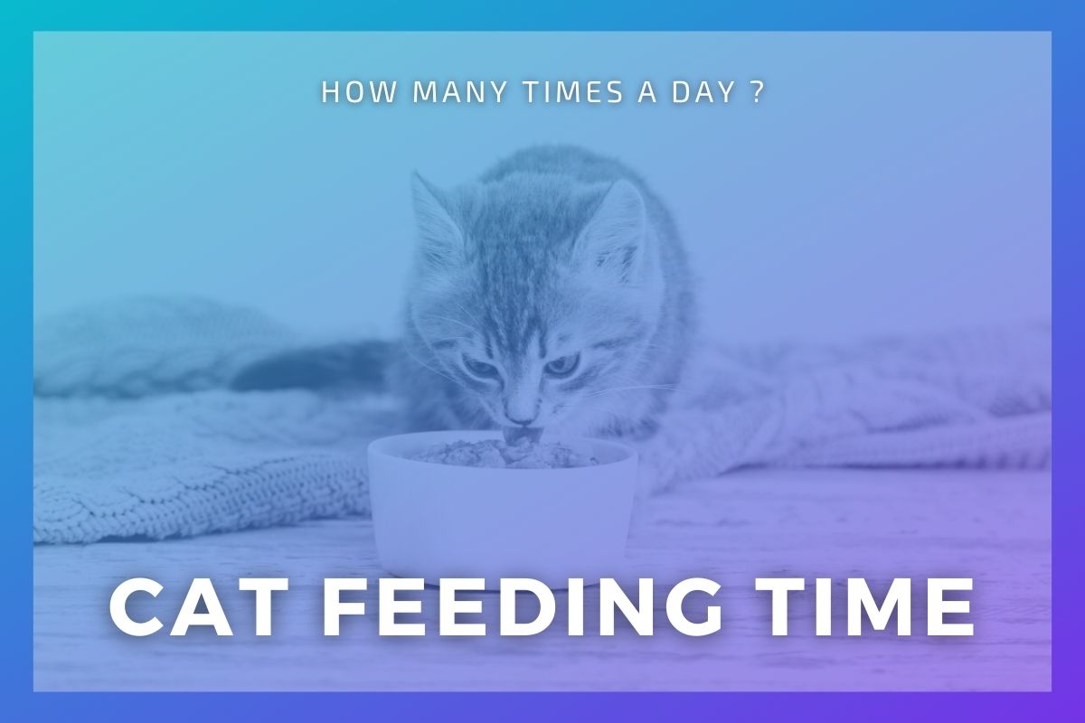 How Many Times A Day Should You Feed Your Cat?