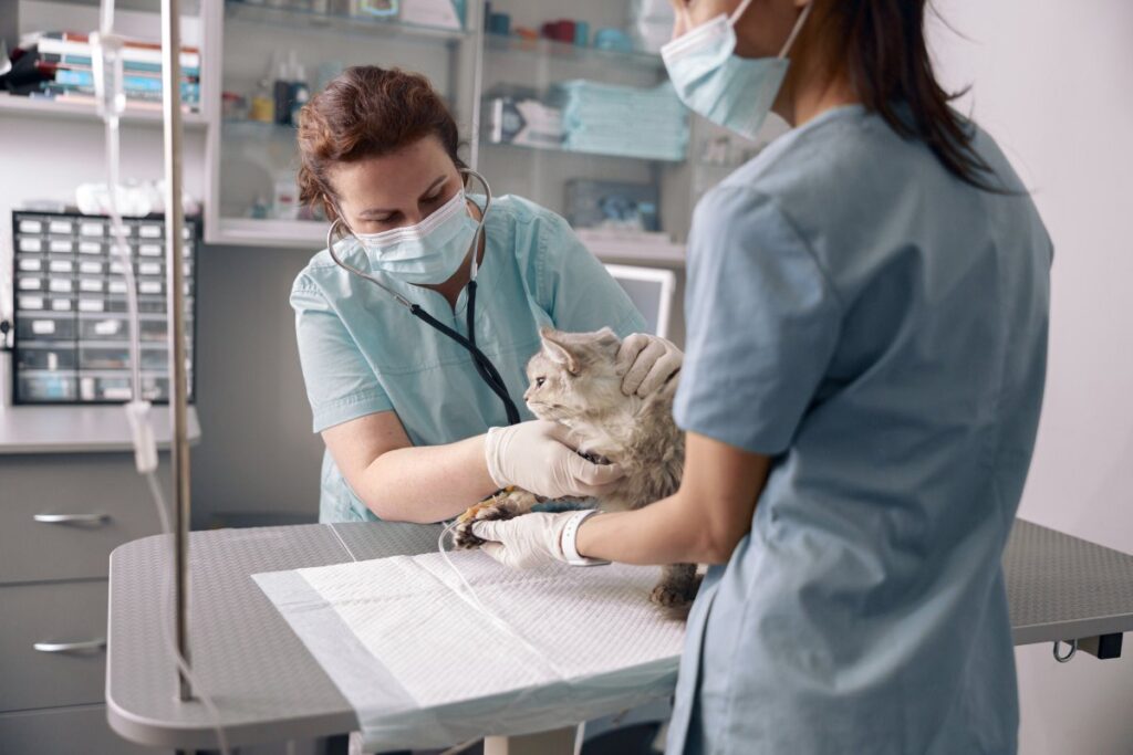 A cat on Intravenous Infusion