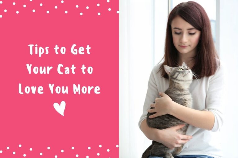 Tips to Get Your Cat to Love Your More