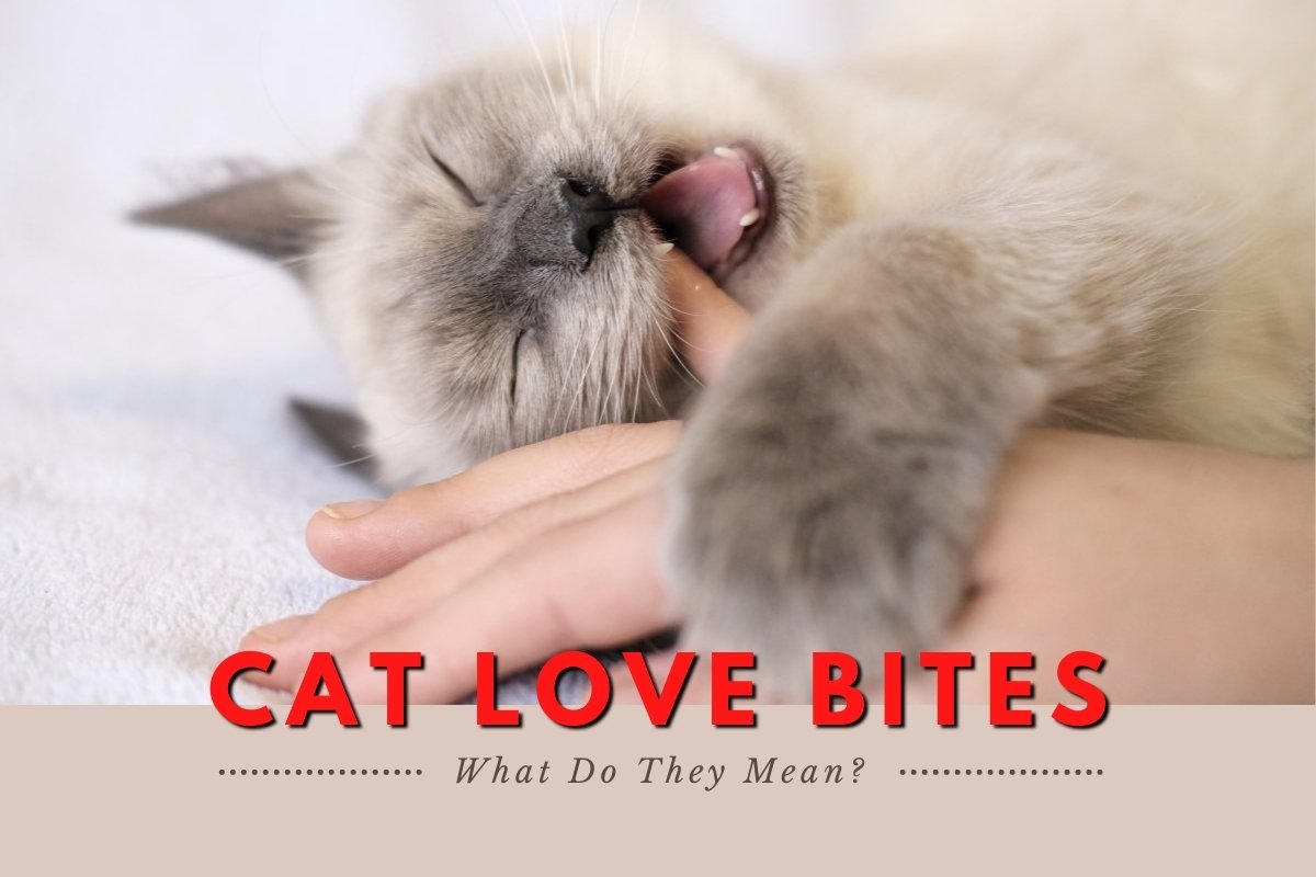 Cat Love Bites: What Do They Mean?