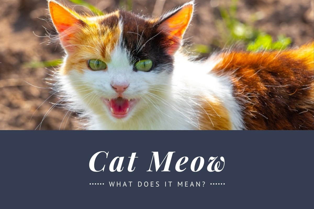 Cat Meow: What Does It Mean?