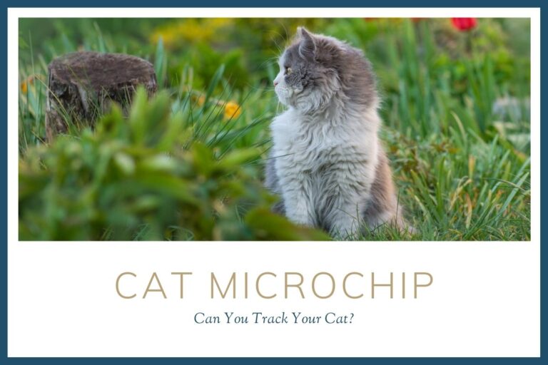 Cat Microchip: Can You Track Your Cat?