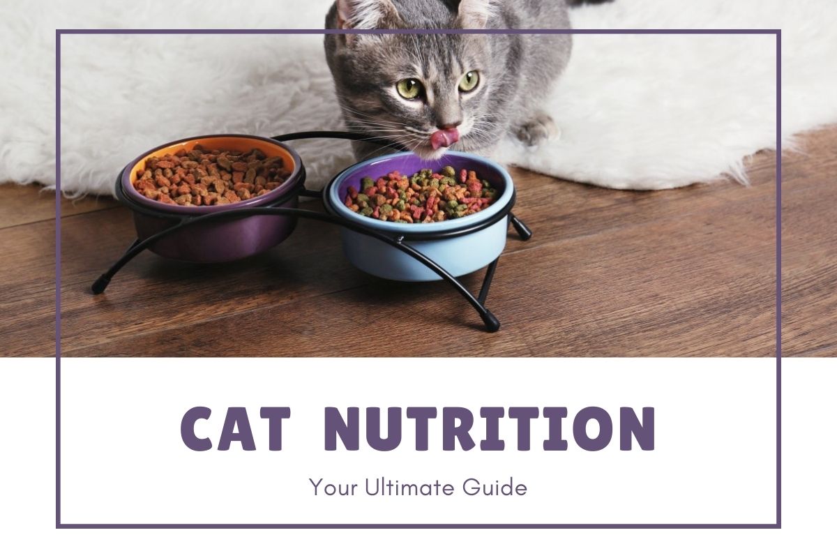 Cat Nutrition - The Ultimate Guide