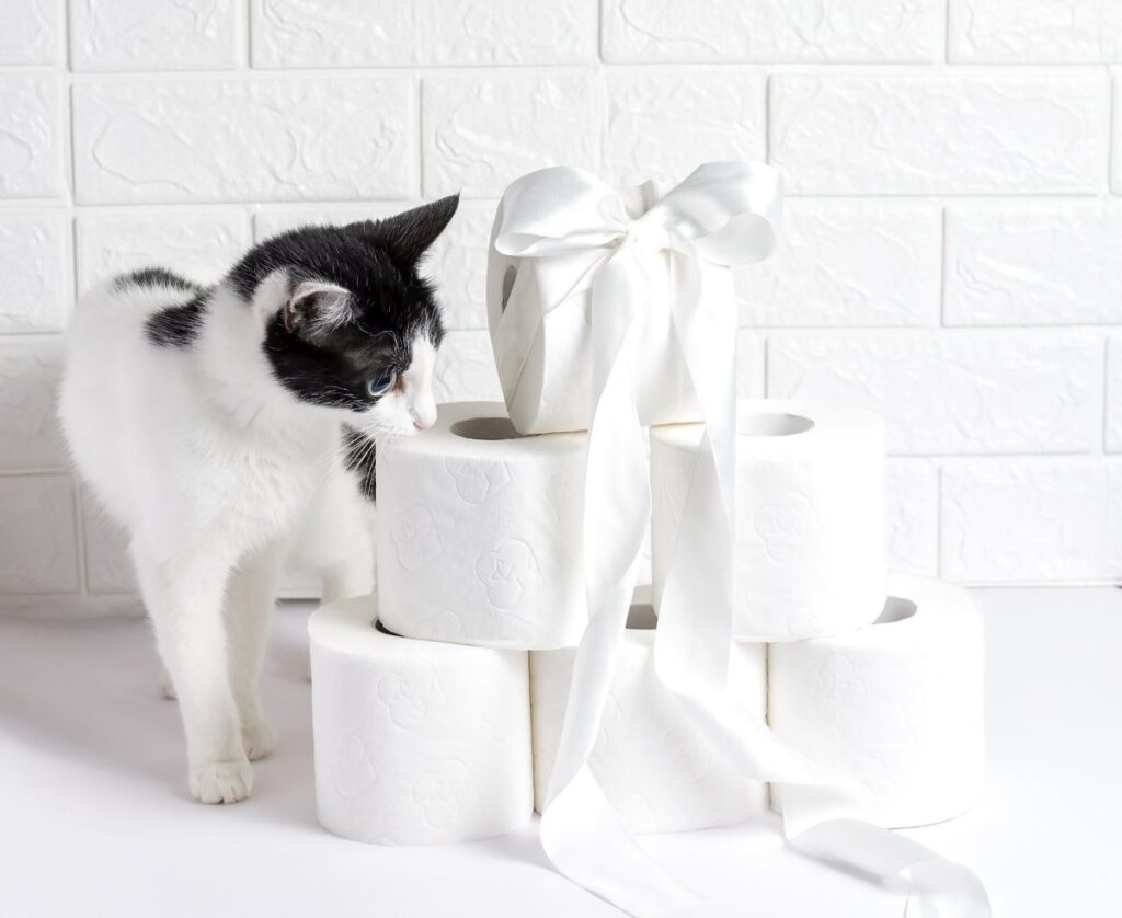 A cat is standing next to rolls of toilet paper