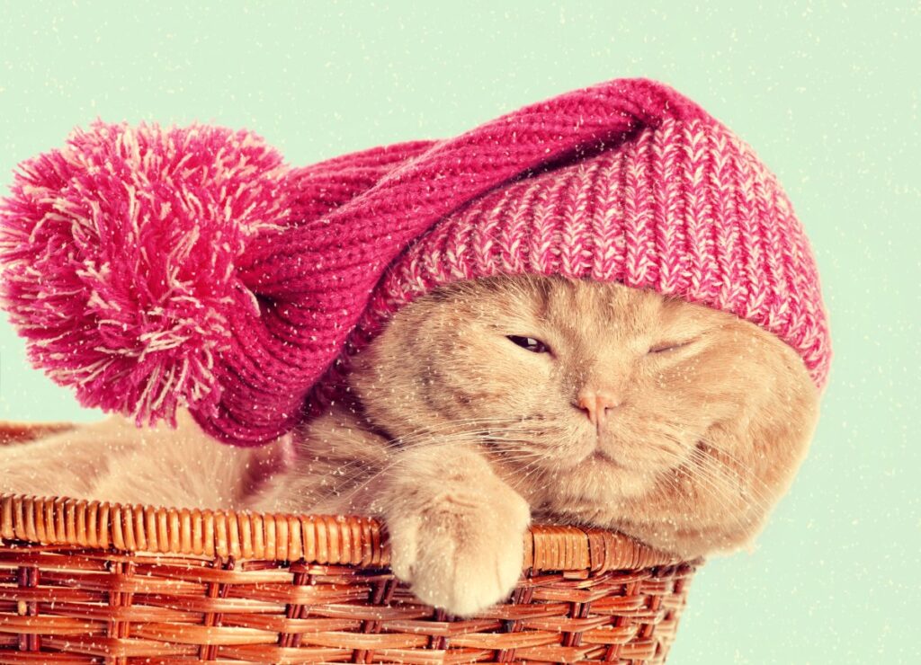 A cute cat is sleeping in a basket with partially opened eye