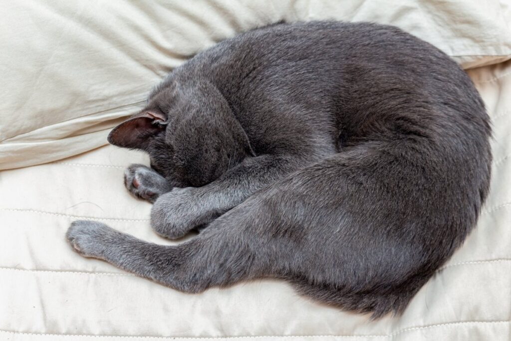 Gray cat sleeping curled up