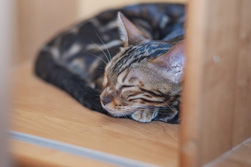 Bengal cat sleeping on a shelf