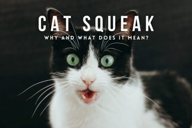 Why Does My Cat Squeak At Me?