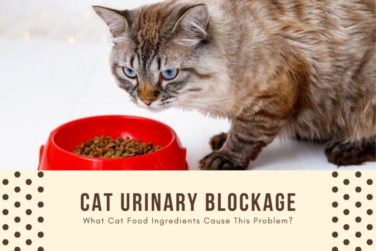 Cat Urinary Blockage: What Food Ingredients Cause It?