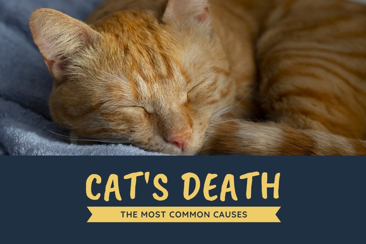 Cat’s Death: The Most Common Causes