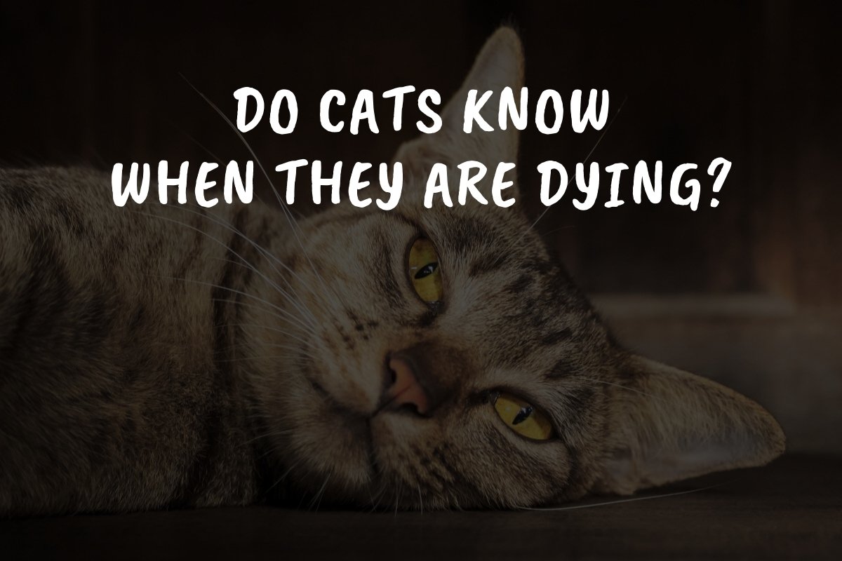 Do Cats Know When They Are Dying?