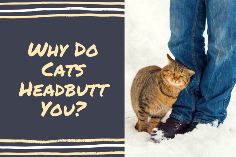 Why Do Cats Headbutt You?