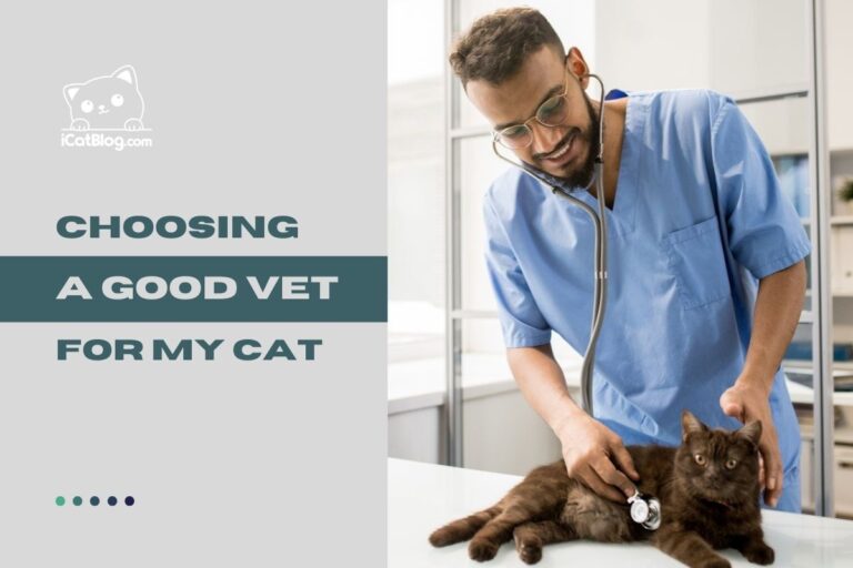How to Choose a Good Vet for My Cat?