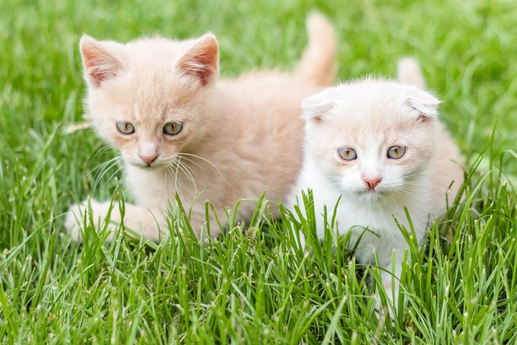 Two cute kittens are playing outdoor