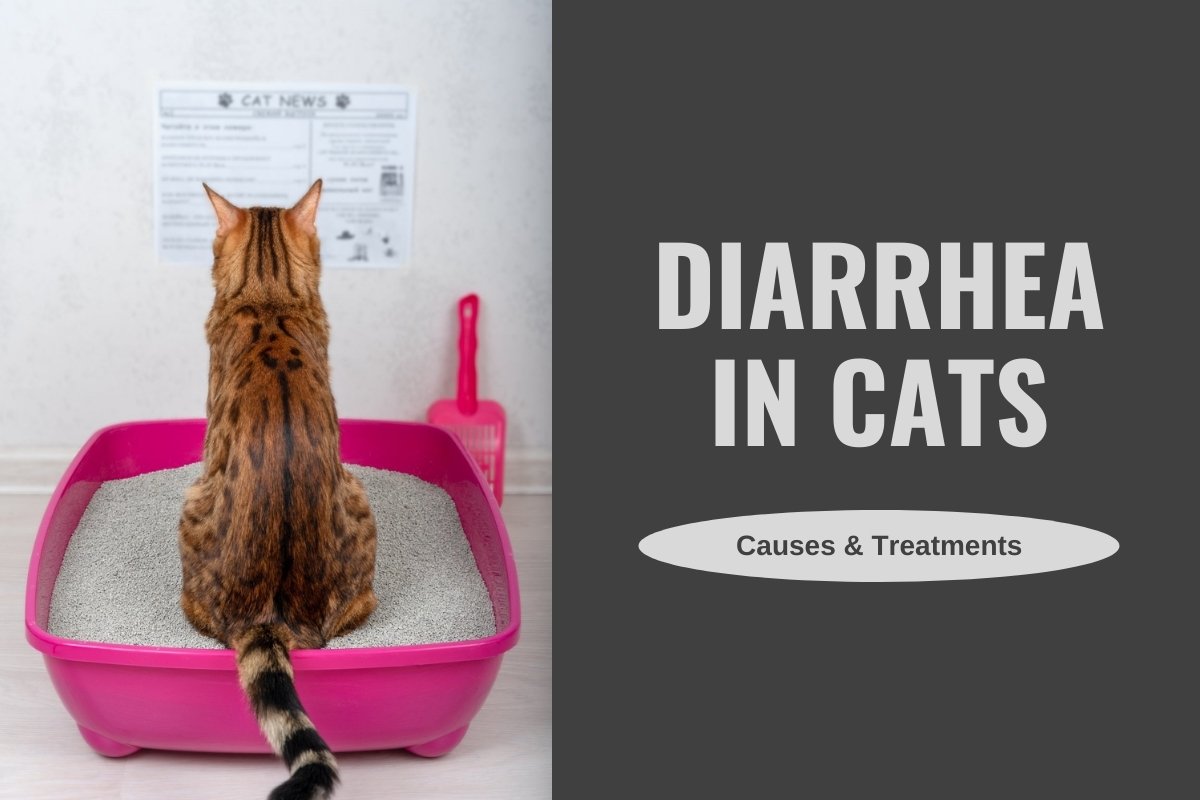Diarrhea in Cats: Causes and Treatments