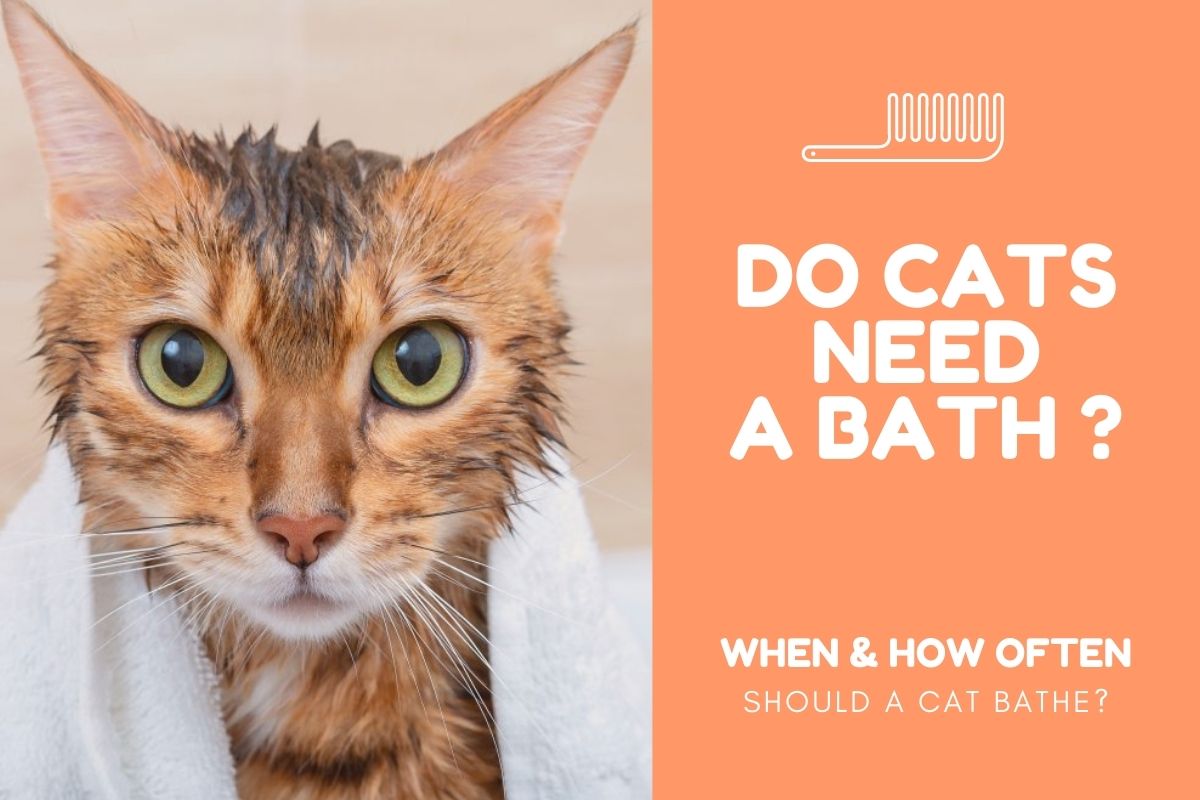 Do cats need a bath?