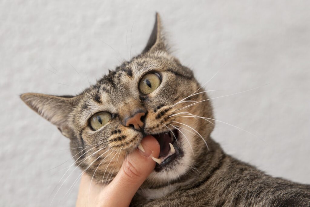Domestic cat biting its owner's finger